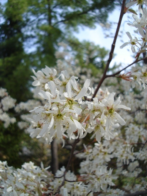 Serviceberry flowers close-up