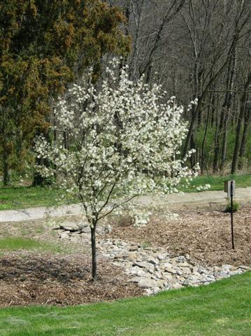 Autumn Brilliance Serviceberry tree