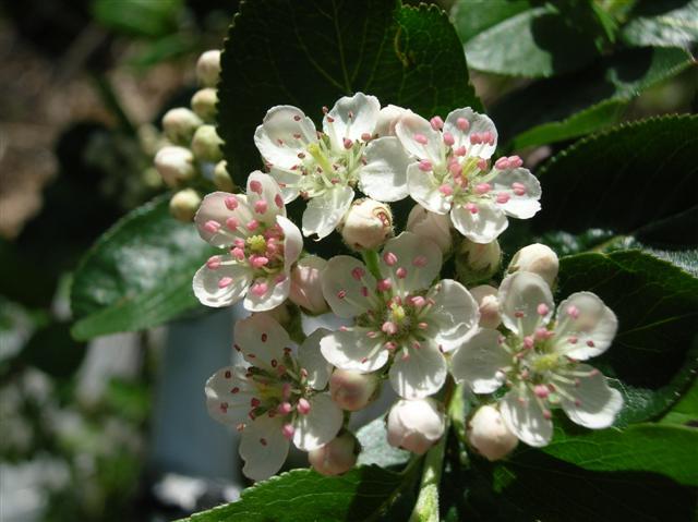 Red Chokeberry white flowers