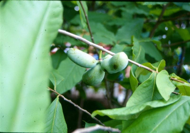  Common Pawpaw tree branch with leaves and fruit buds