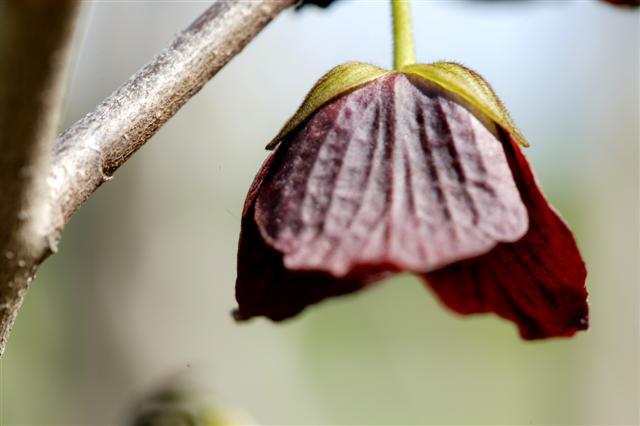  Common Pawpaw tree flower