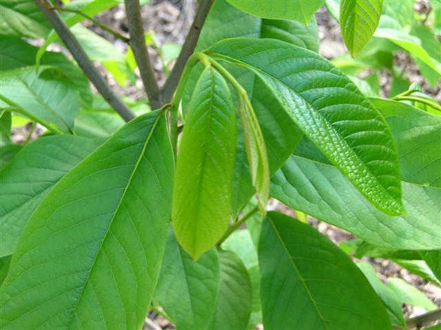  Common Pawpaw tree leaves