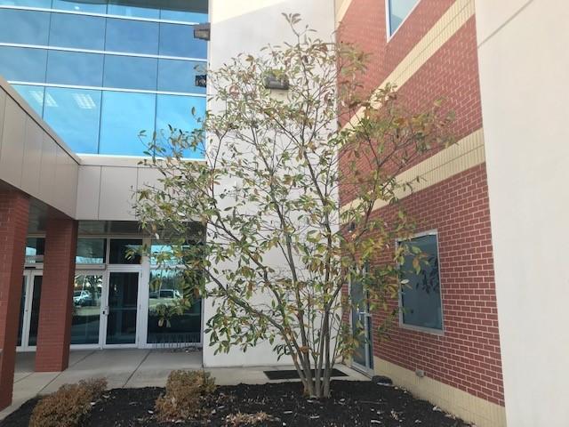 tree outside of building entrance