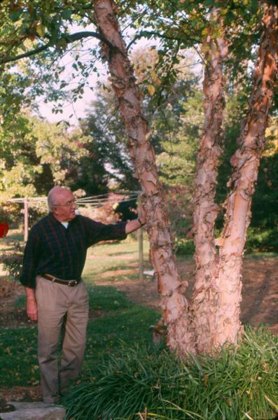 Man With Heritage River Birch tree