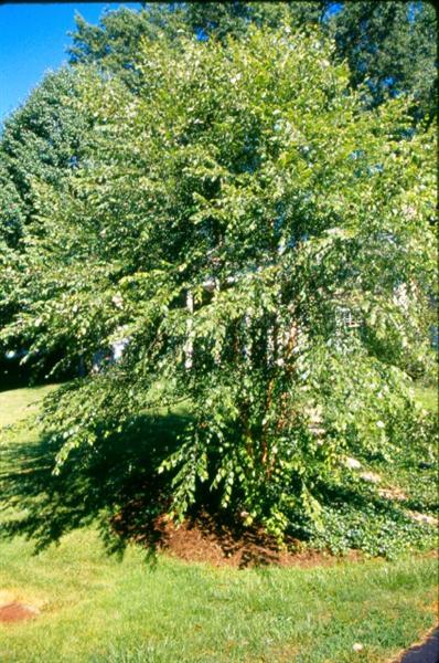 Dura Heat River Birch tree