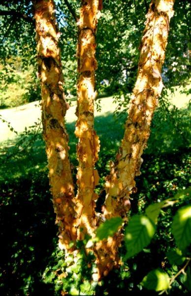 Dura Heat River Birch tree trunks