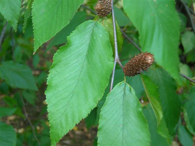 Sweet Birch leaves