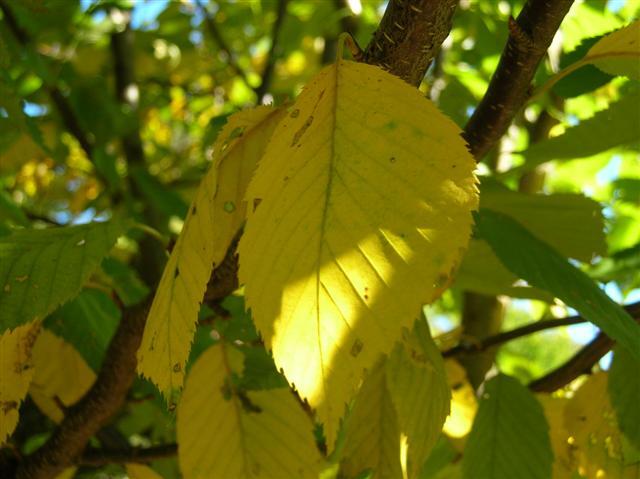 Yellow Sweet Birch leaves