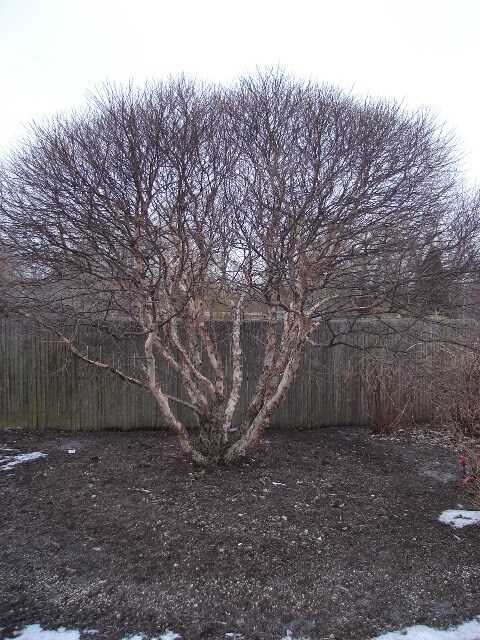 Fox Valleyâ„¢ River Birch tree