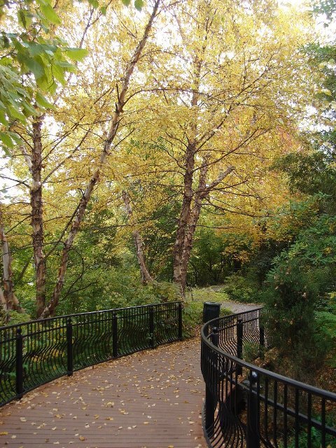 River Birch trees on path