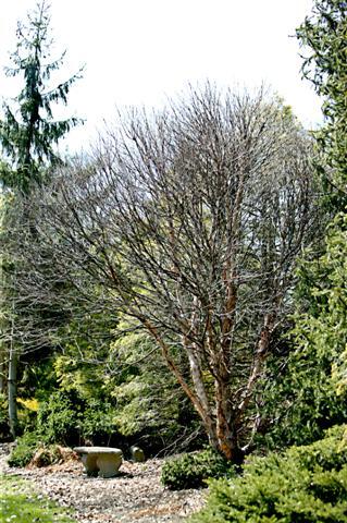 Fox Valleyâ„¢ River Birch tree