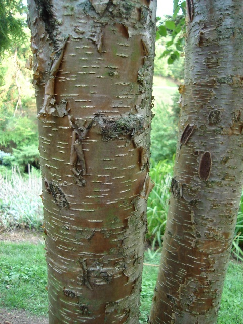 Sweet Birch tree trunks