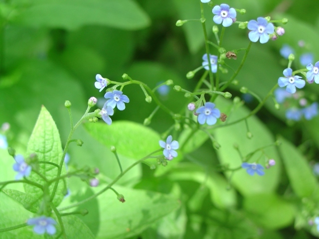 Siberian Bugloss flowers close-up