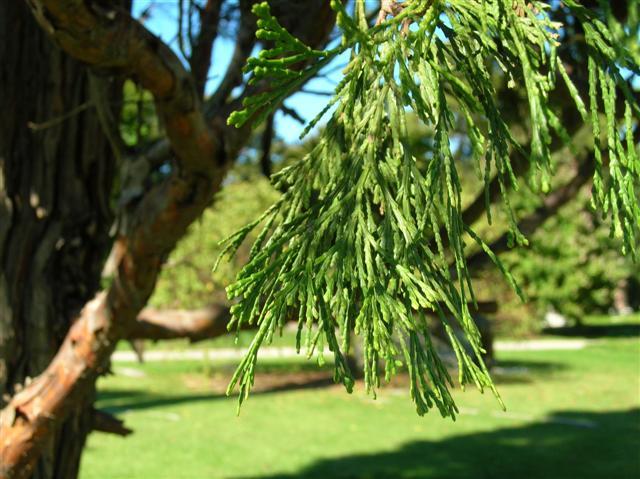 California Incensecedar branch