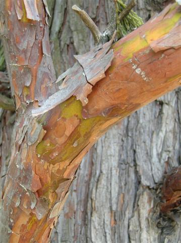 California Incensecedar tree bark coming off tree