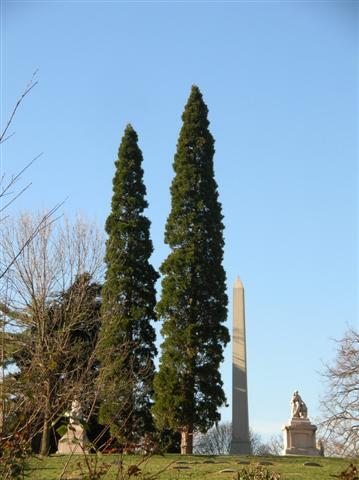 California Incensecedar trees