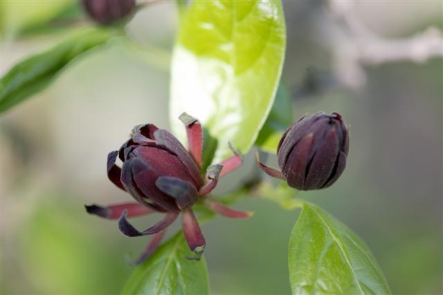 Carolina Allspice flowers close-up