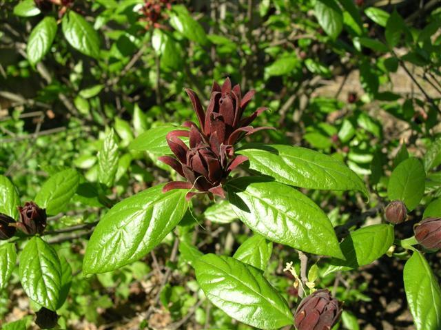 Carolina Allspice flowers close-up