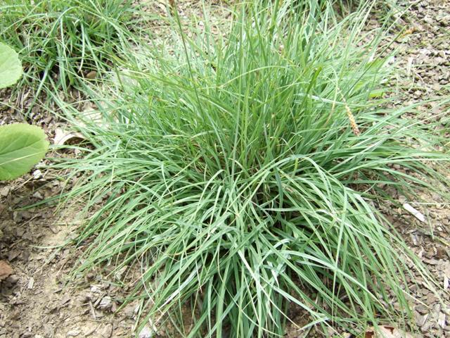 Blue Zinger Sedge