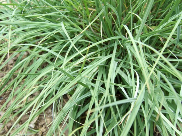 Blue Zinger Sedge