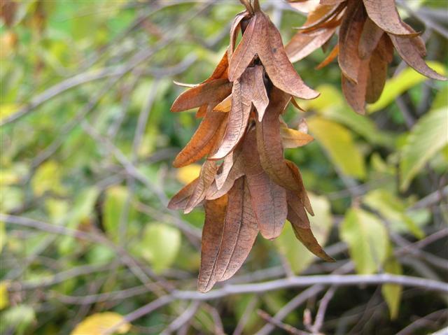 European Hornbeam leaves