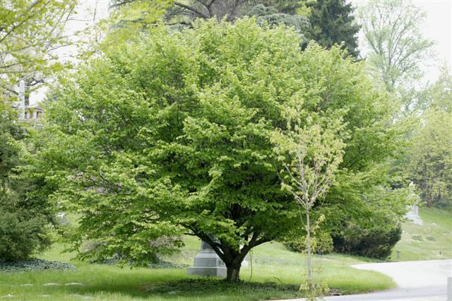 European Hornbeam tree