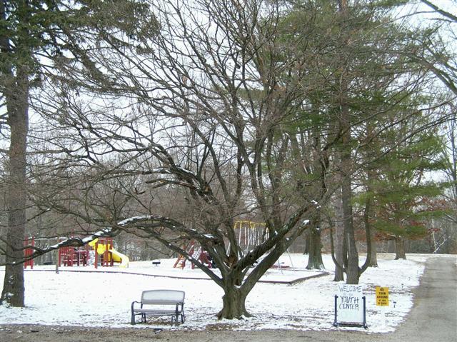 American Hornbeam tree with snow