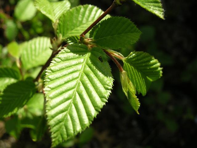 American Hornbeam tree leaves