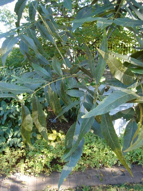 Northern Pecan tree leaves