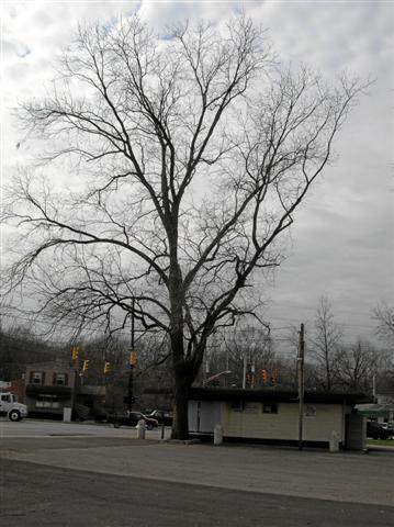 Northern Pecan tree bare