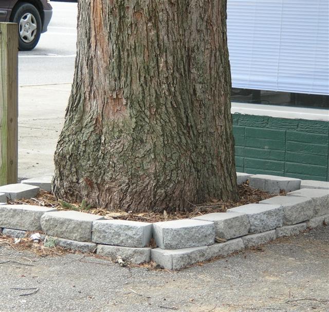 Northern Pecan tree trunk