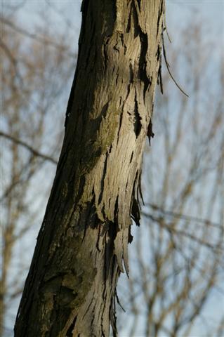 Shagbark Hickory tree trunk