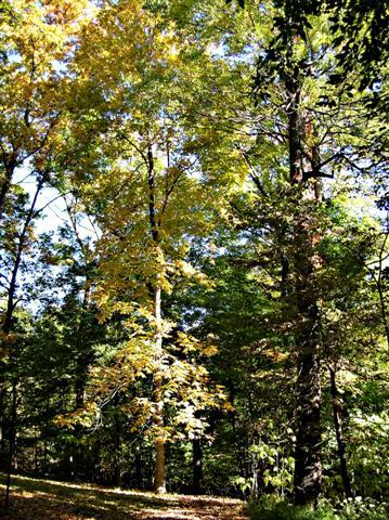 Shagbark Hickory trees