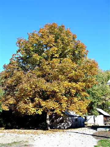 Shagbark Hickory tree