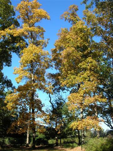 Shagbark Hickory trees