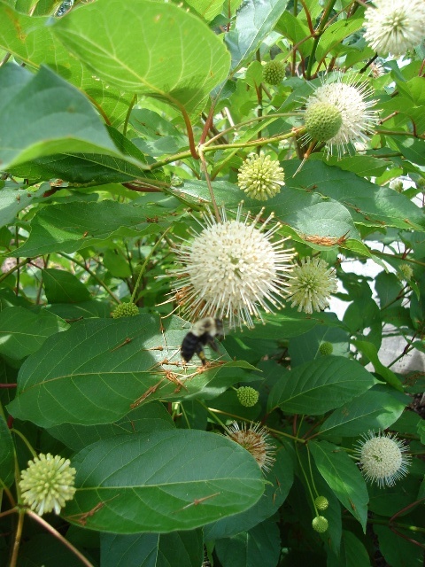 Moonlight Fantasy Buttonbush close-up