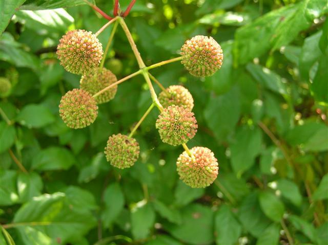 Buttonbush close-up