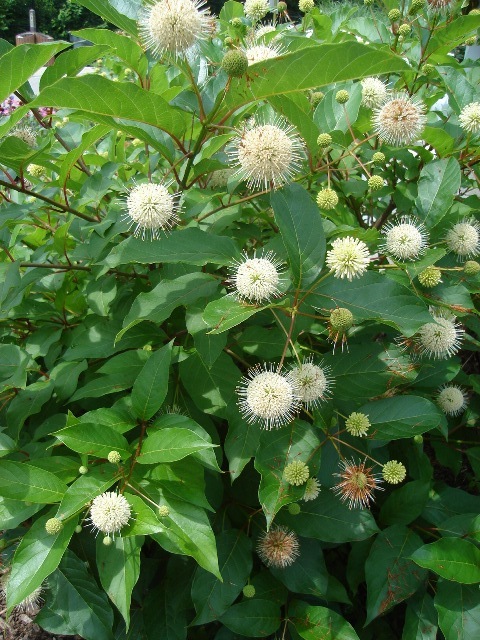 Moonlight Fantasy Buttonbush close-up