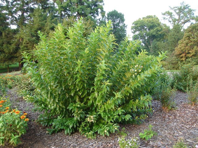 Buttonbush