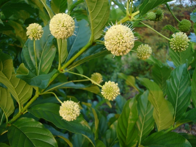 Buttonbush close-up