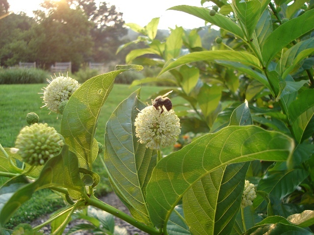 Buttonbush close-up