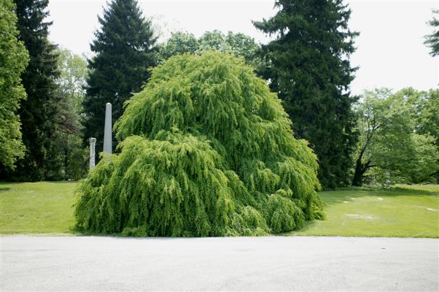 Amazing Grace Weeping Katsura tree