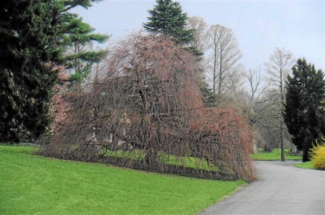 Amazing Grace Weeping Katsura tree with empty branches