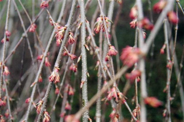 Amazing Grace Weeping Katsura tree branches with buds