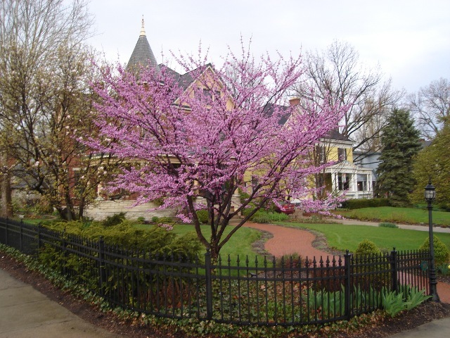 Eastern Redbud tree