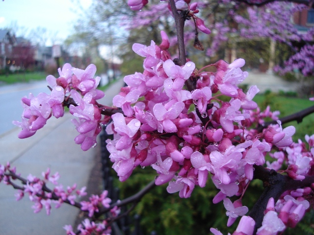 Eastern Redbud flowers