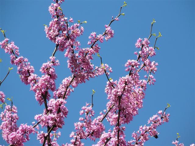 Eastern Redbud flower branches