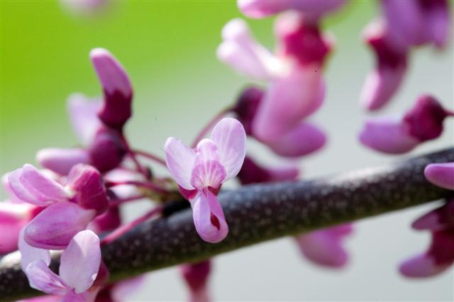 Eastern Redbud flowers