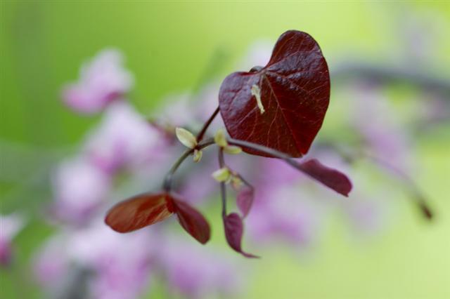 Forest Pansy Redbud tree leaves