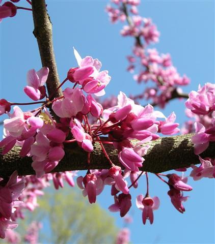 Forest Pansy Redbud tree flowers